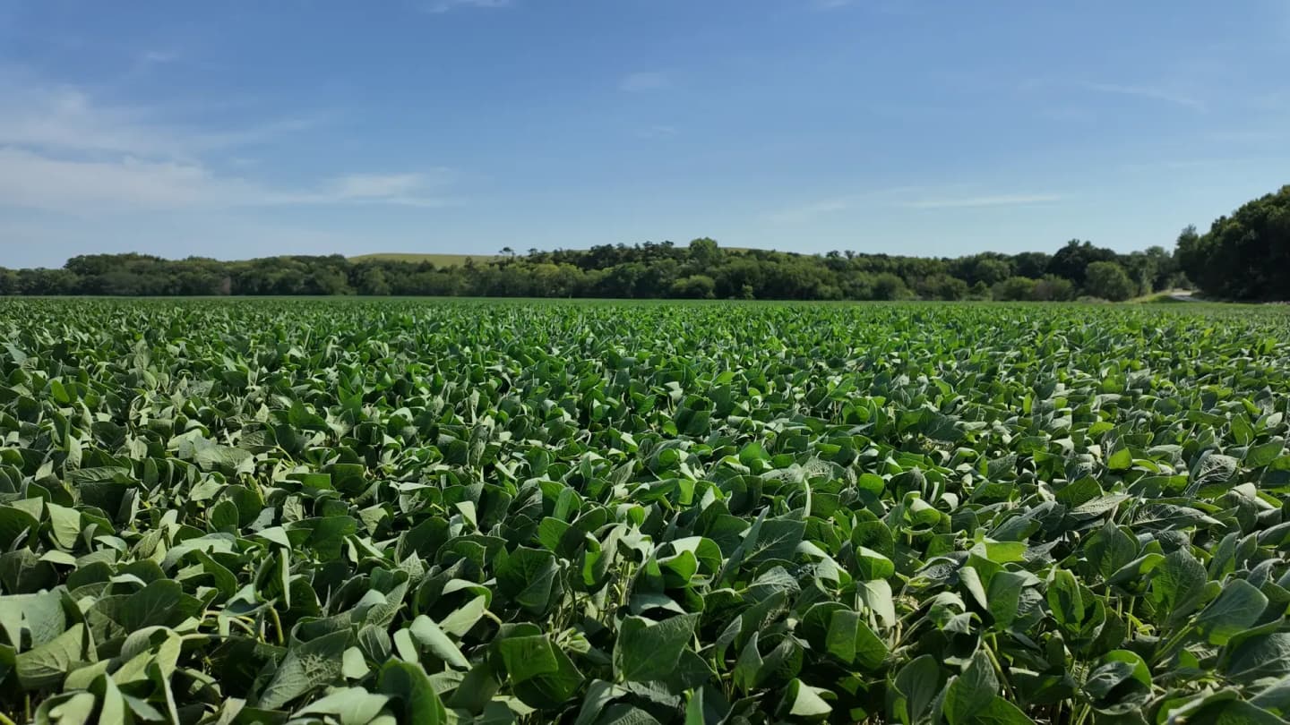 Campo-Aprosoja