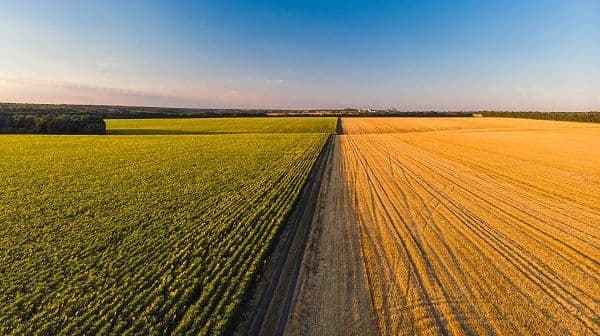 colorful-farm-fields-from-above-sunflower-wheat-rye-and-corn.jpg