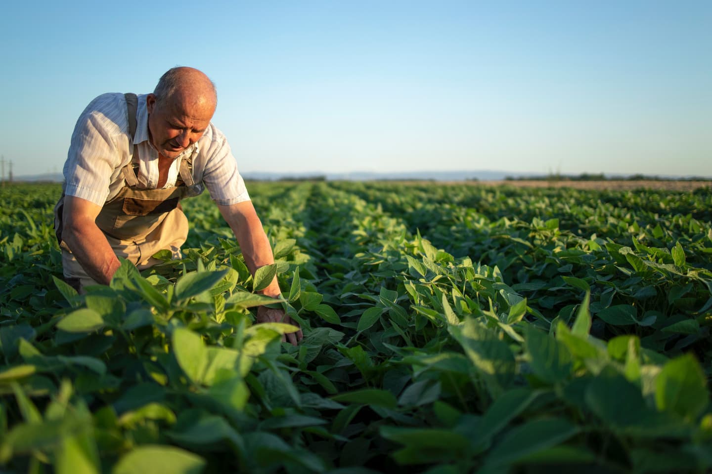 senior-hardworking-farmer-agronomist-soybean-field-checking-crops-before-harvest.jpg